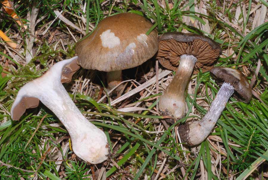 Cortinarius indeterminati